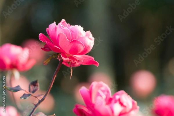 Obraz ピンク色のバラ