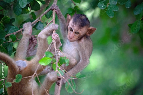 Fototapeta 可愛いサル