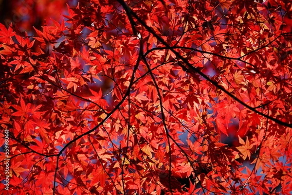 Obraz 紅葉
