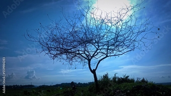 Obraz  tree in the fog