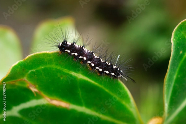 Obraz a caterpillar with a beautiful pattern crawling on a leaf