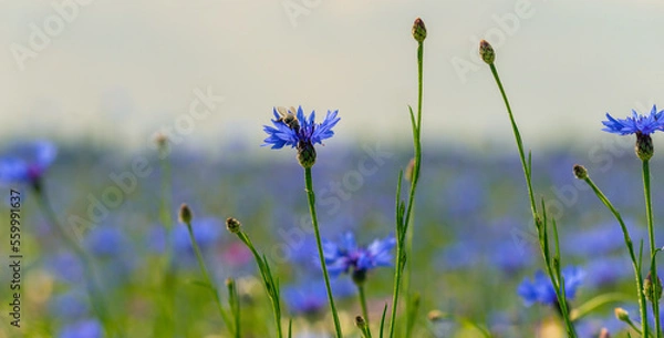 Fototapeta Field of wild blue flowers, chamomile and wild daisies in spring, in remote rural area