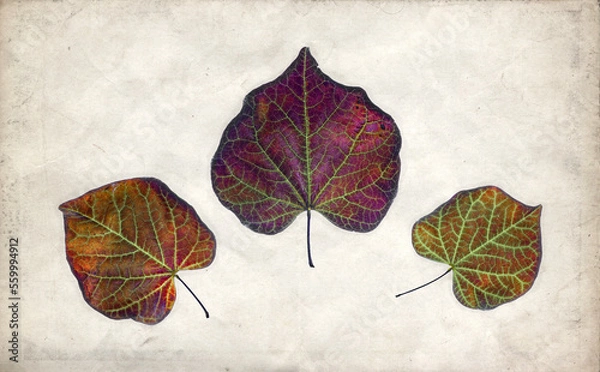 Obraz three Cercis canadensis 'Ruby Falls' Tree, leaf and textured background 