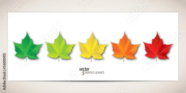 Obraz 5 Maple Leaves