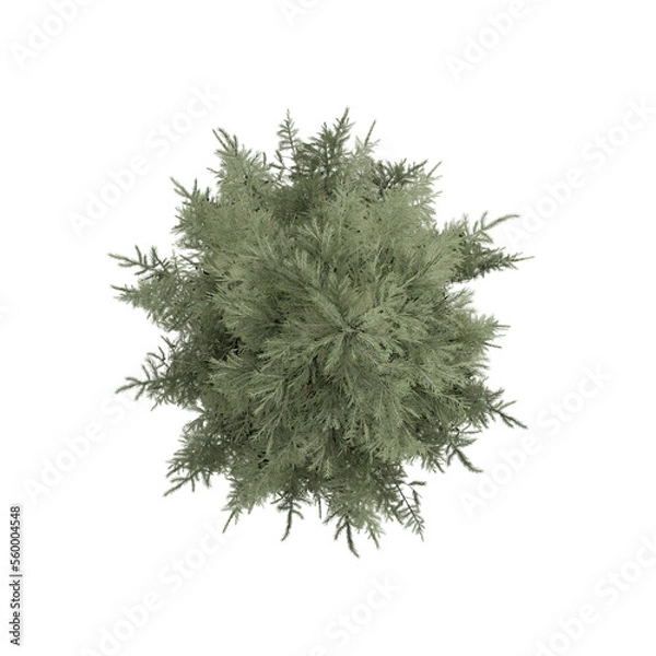 Obraz top down view Spruce Siberian isolated on white, 3d rendering of  Spruce Siberian tree PNG transparent, suitable for archiviz visualization, architecture