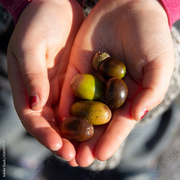 Obraz acorn treasure