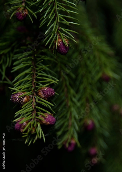 Obraz Baby pinecones
