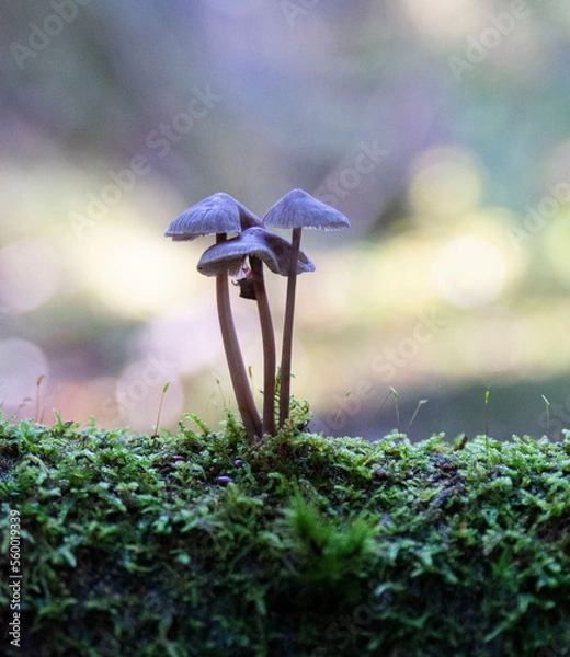 Obraz Tiny mushrooms