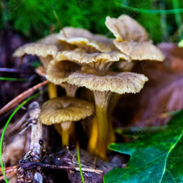 Obraz Funnel Chantarelle