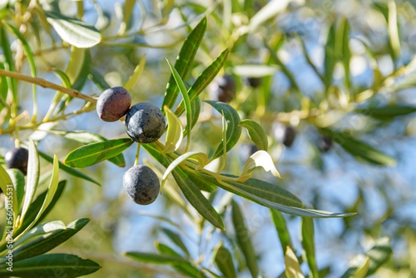 Fototapeta Closeup view of ripe black olives on olive tree.
