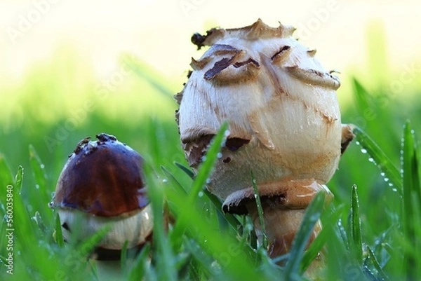 Obraz Close-up of young shaggy parasol mushrooms on a lawn in South Africa.