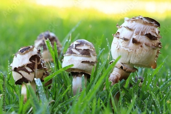 Obraz Close-up of young shaggy parasol mushrooms on a lawn in South Africa.