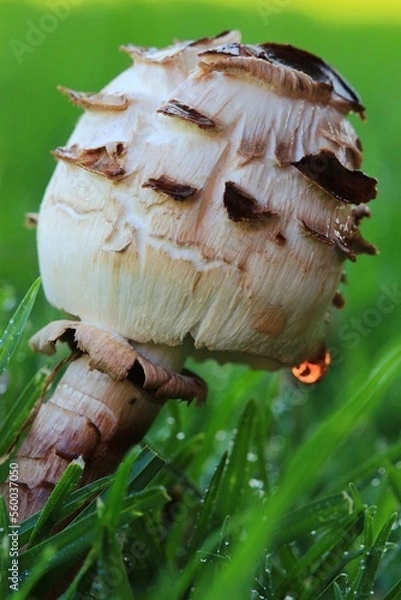 Obraz Close-up of a young shaggy parasol mushroom on a lawn in South Africa.
