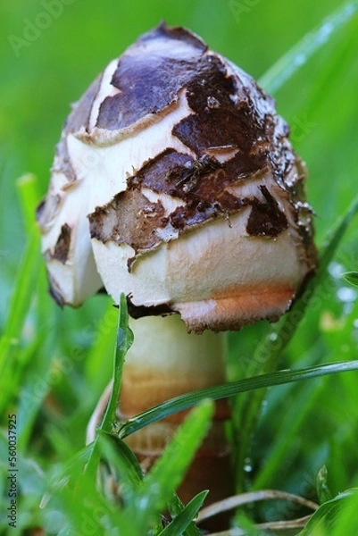 Obraz Close-up of a young shaggy parasol mushroom on a lawn in South Africa.