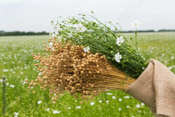 Fototapeta A dry bouquet of flax and a bouquet of green flax plants, in linen fabric