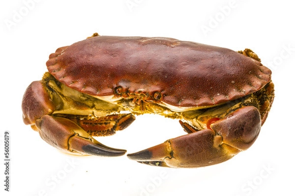 Fototapeta Raw crab