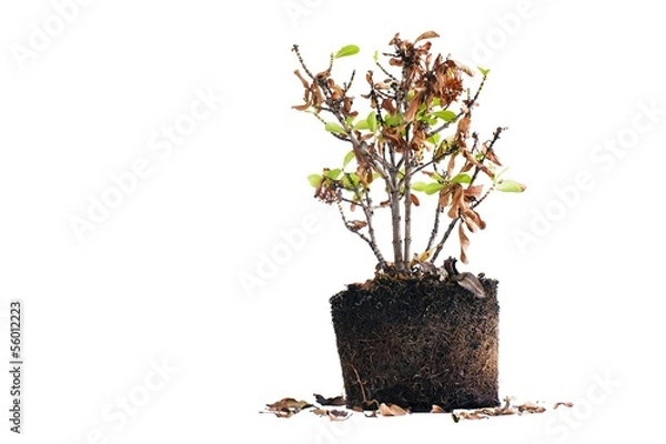 Obraz Drzewo zwiędło ja