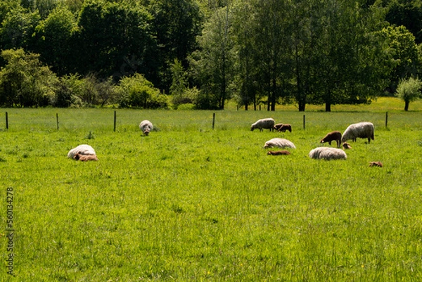 Fototapeta Schafe Weide