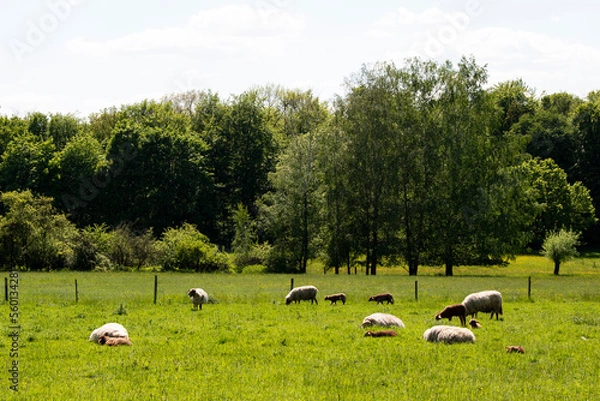 Fototapeta Schafe Weide