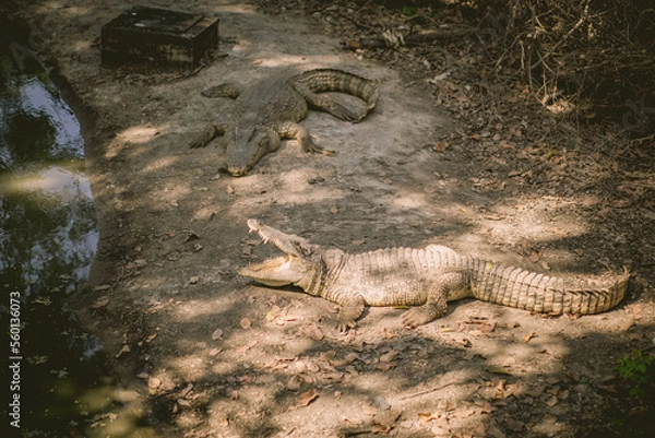 Fototapeta big crocodiles at zoo, wildlife, zoo