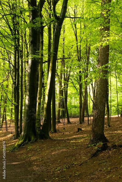 Fototapeta Wald Frühling 