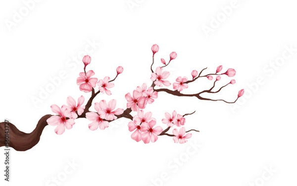 Fototapeta cherry blossom branch with sakura flower. sakura white background. watercolor cherry bud. cherry blossom flower blooming. vector pink sakura flower background. watercolor cherry blossom vector