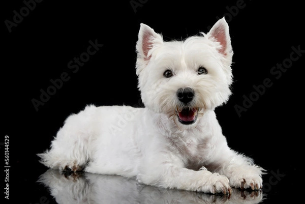 Fototapeta cute west Highland terrier smiling  in black background