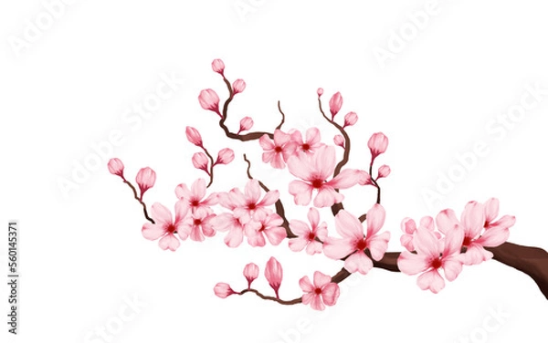 Fototapeta cherry blossom branch with sakura flower. sakura white background. watercolor cherry bud. cherry blossom flower blooming. vector pink sakura flower background. watercolor cherry blossom vector