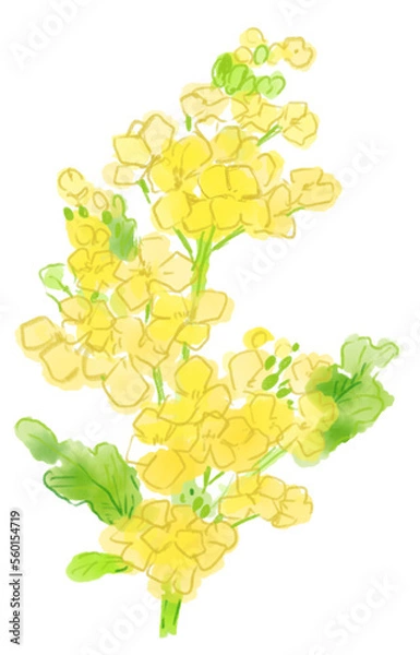 Obraz 菜の花の水彩イラスト
