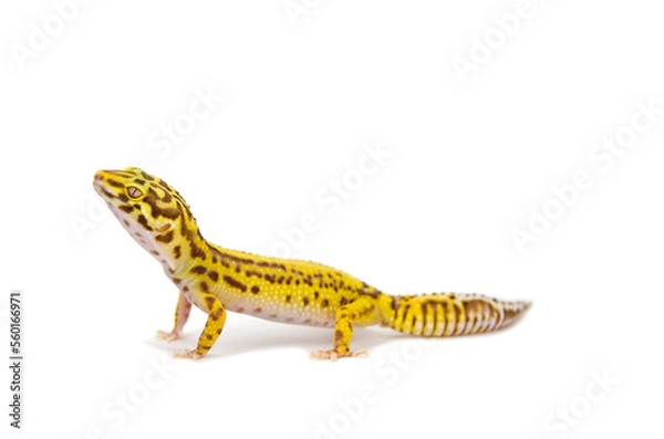 Fototapeta Leopard gecko white background