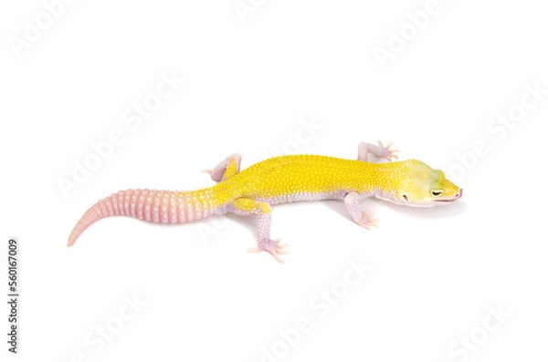 Fototapeta Leopard gecko white background