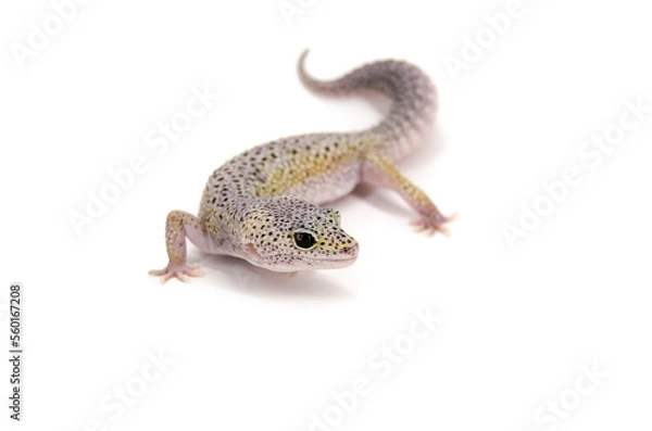 Fototapeta Leopard gecko white background