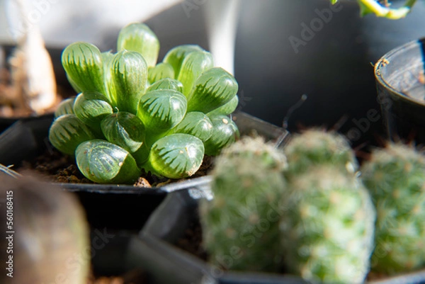 Obraz ハオルチア　オブツーサ