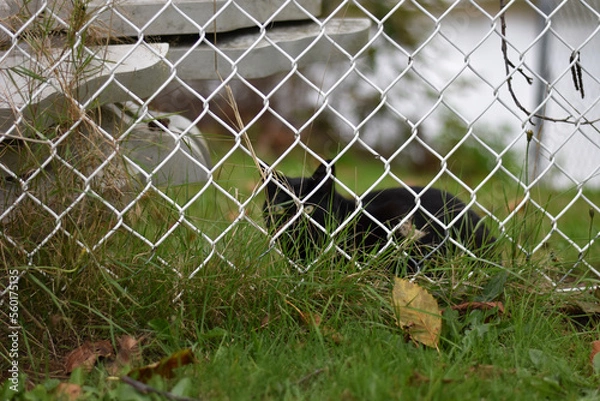 Obraz Cat Looking Through Fence