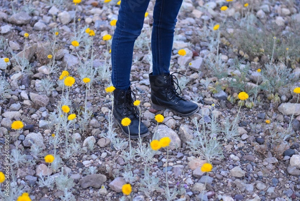 Obraz Flowers in the garden