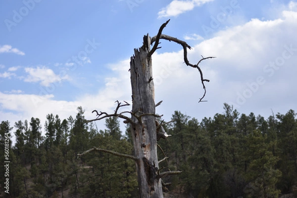 Obraz tree in the forest