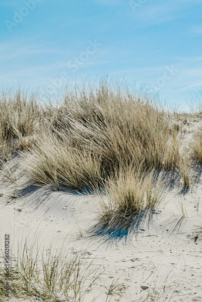 Obraz Hiddenseeer Düne