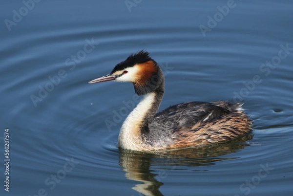 Fototapeta Grebe bird

Grebes are small to medium-sized water birds, characterised by their pointed bills (long and dagger-like in larger species), round bodies, tiny tails and legs set far back on the body. 