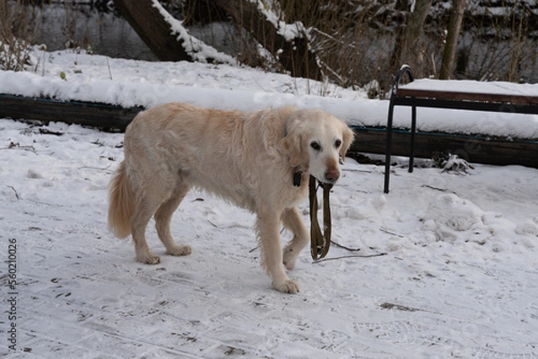 Fototapeta Dog with a belt. Winter background.