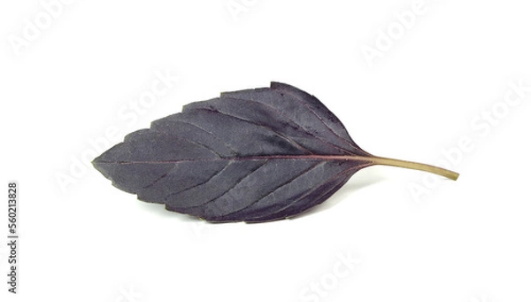 Obraz Purple basil, basilicus