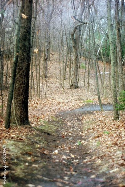 Obraz path in autumn forest