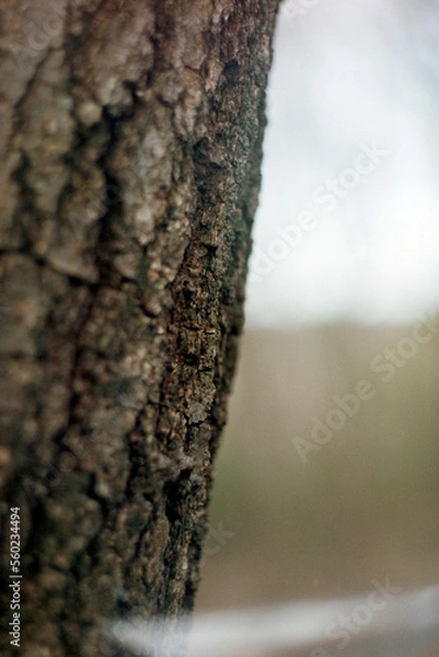 Obraz lichen on tree
