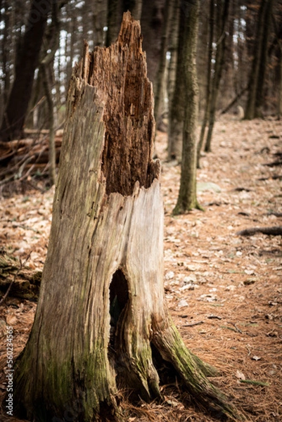 Obraz trunk of a tree