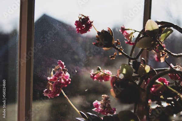 Obraz Red Flowers by Window