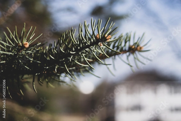 Obraz branch of a pine