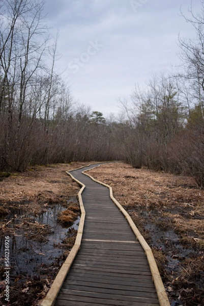 Obraz Pathway in Forest