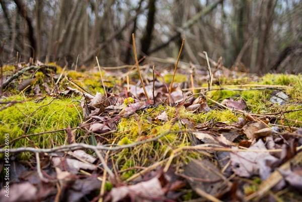 Obraz mushrooms in the forest
