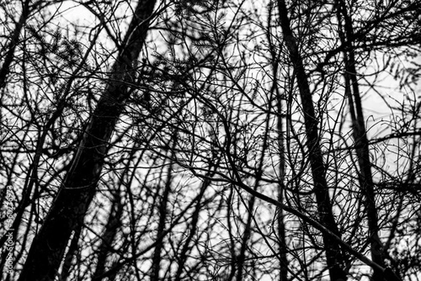 Obraz silhouette of tree