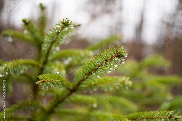 Obraz fir tree branch