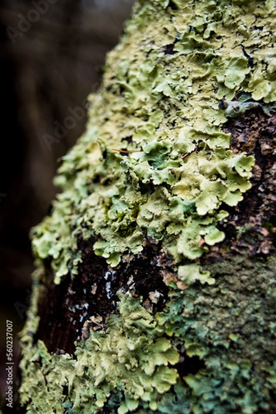 Obraz lichen on tree